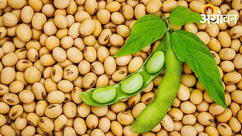Farmers Face Uncertainty Over Soybean Seed Quality