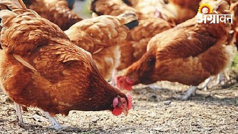 Rising Soybean Prices Push Poultry Industry Into Crisis