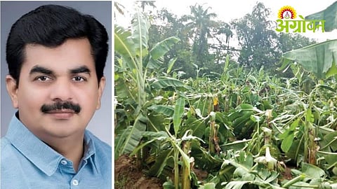 MP Seeks ₹2 Lakh Per Hectare Aid for Banana Farmers