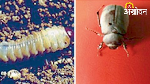Integrated Pest Management For White Grub Infestation