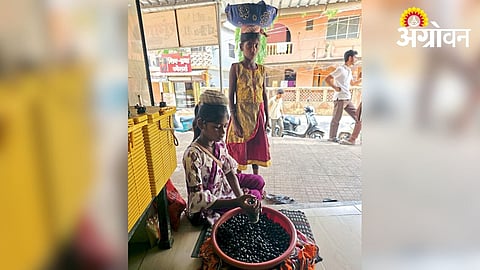 Wild Fruit Sales Provide Income for Rural Families in Jawhar