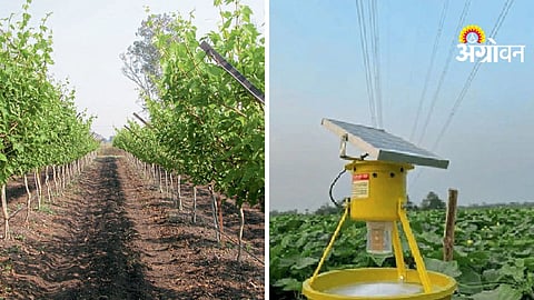 Grape Orchard Management