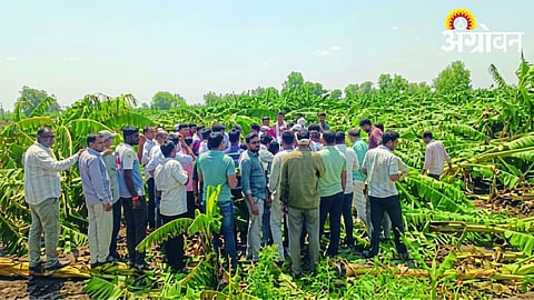 Damage to Banana Plantations Across 87 Villages in Jalgaon District