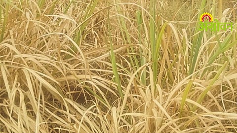 Irrigation Water Crisis