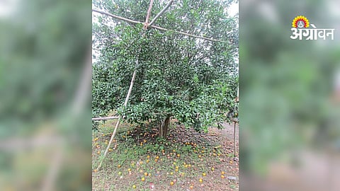 Citrus Orchard Management