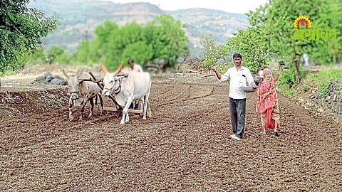Paddy Sowing