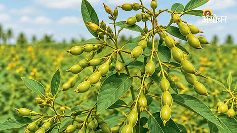 Best pigeon pea varieties for Maharashtra farmers