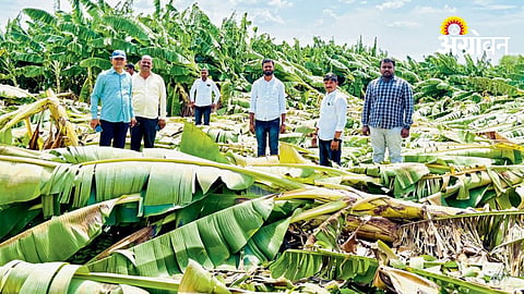Banana Orchards Damage