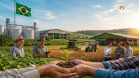 Brazilian agricultural cooperative model