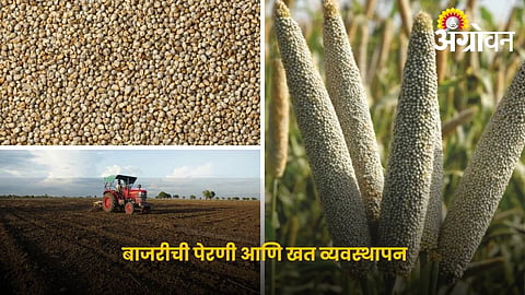 Pearl Millet Sowing and Fertilizer Management for Higher Yield
