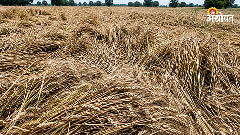 Crop Damage Compensation GR, Unseasonal Rain 