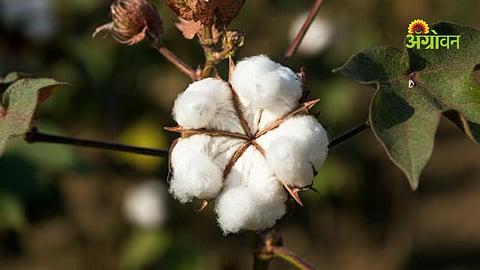 Centre launches Cotton Revolution in Maharashtra