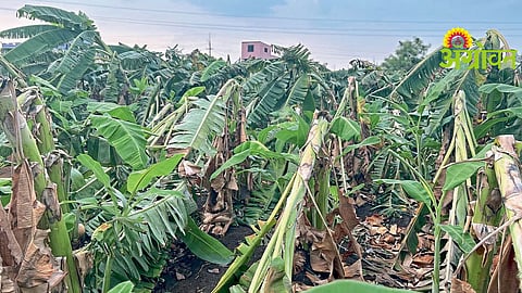 Fruit Orchards Rain Damage