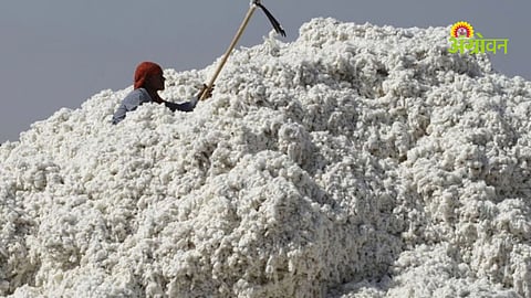 Cotton prices fall after removal of import duty