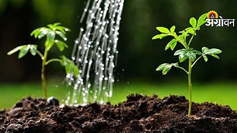 Tree Plantation