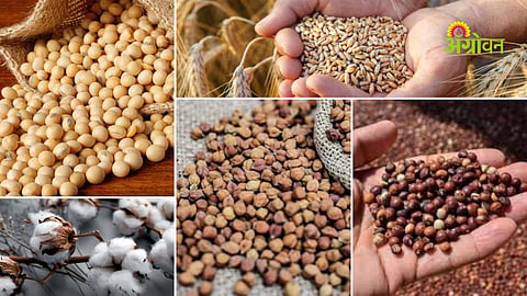 Maharashtra agricultural commodity prices