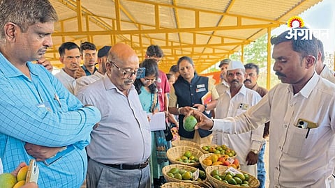 Gavran Mango Festival