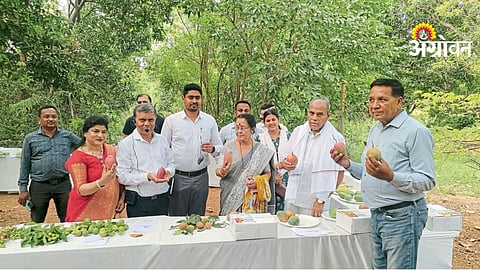 Mango Exports