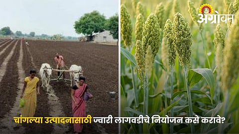 Best fertilizer schedule for sorghum crop