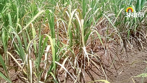 Agricultural Water Crisis