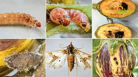 Integrated pest management in brinjal 