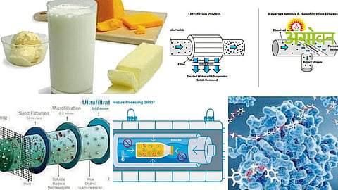 Dairy Protein Production