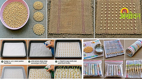 Seed Germination Test