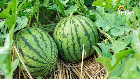 Watermelon crop planning for kharif season