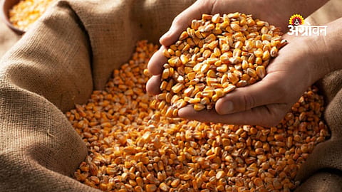 Minimum support price for maize procurement