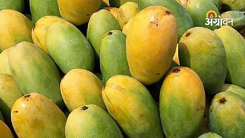 Amravati mango trade and market rates