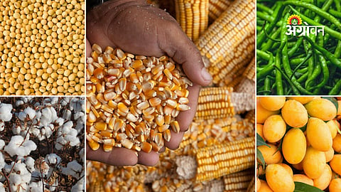Daily agricultural commodity price update for farmers