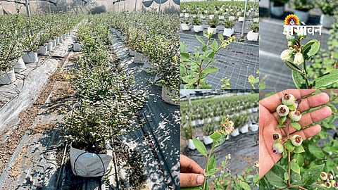 High-value fruit crops for Maharashtra farmers