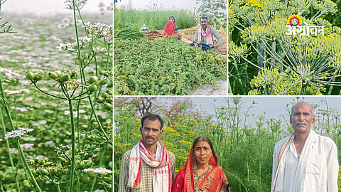 Family-run spice farming success story in Maharashtra