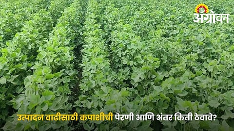 Best cotton spacing for low rainfall areas