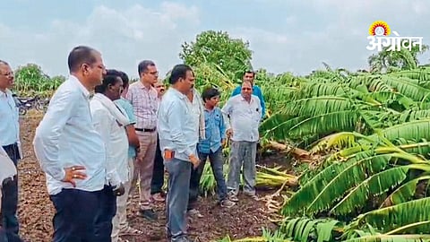 Banana Crop Damage