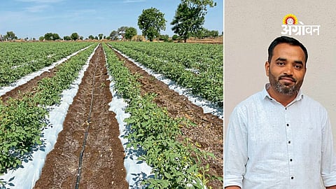 Modern tomato farming practices in Maharashtra