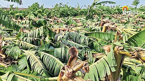 Disaster preparedness in agriculture