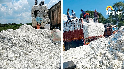 Indian Cotton Farmers Challenges