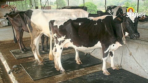 External Parasites Control