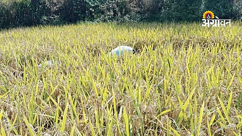 Modern paddy farming techniques