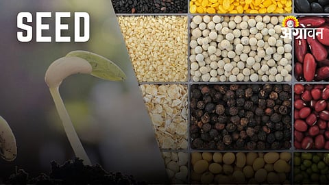 Quality Seeds Selection