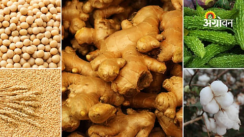 Agricultural market trends and commodity prices