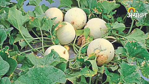 Muskmelon Farming