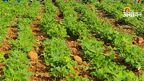 Farmer Group Competition