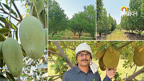 Orange and jackfruit integrated farming model
