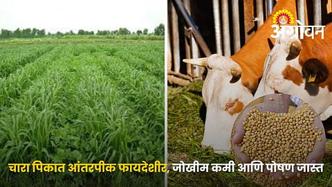 Best Fodder Intercropping Systems for Higher Nutrition and Yield