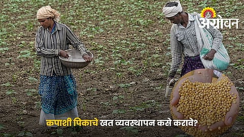 Region-Wise Cotton Fertilizer Management Guide for Maharashtra