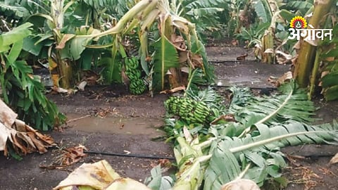 Banana Crop Damage