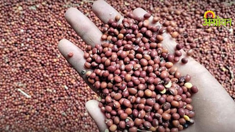 Tur Seeds Procurement