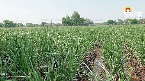 Sugarcane Crop Management